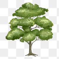 Elm tree png design element