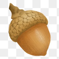 Png hand drawn acorn element autumn plant