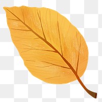 Png hand drawn beech element autumn leaf