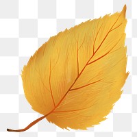 Png hand drawn birch element fall leaf
