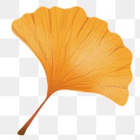 Png hand drawn ginkgo element autumn leaf