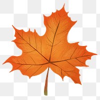 Png hand drawn maple element fall leaf