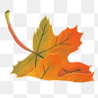 Png hand drawn maple element autumn leaf