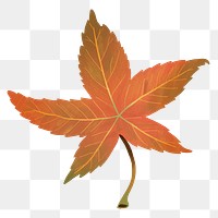 Png hand drawn sweetgum element png autumn leaf