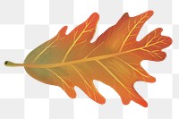 Png hand drawn leaf element autumn white oak