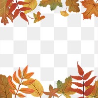 Fall leaves png background transparent