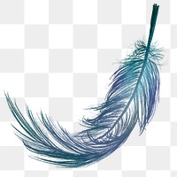 Png blue feather design element