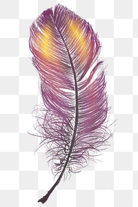 Png colorful feather design element