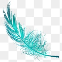 Png green feather design element