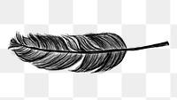 Png black feather design element