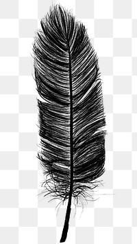 Png black feather design element