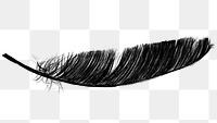 Png black feather design element