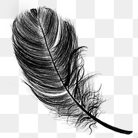 Png black feather design element