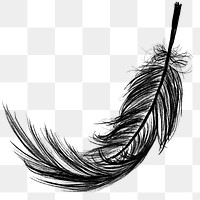 Png black feather design element