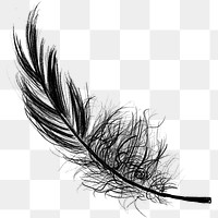 Png black feather design element