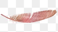 Png pink feather design element