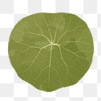 Png plant leaf design element Stephania suberosa