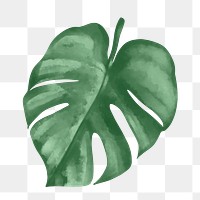 Png plant leaf design element Monstera