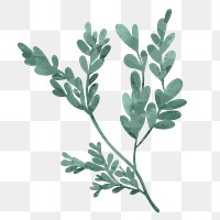 Png plant leaf design element