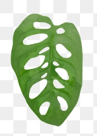 Plant leaf png element Monstera obliqua