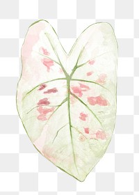 Png plant leaf design element Caladium