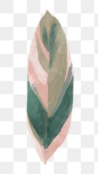 Png plant leaf design element Stromanthe Triostar