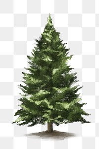 Png tree design element West Himalayan Fir