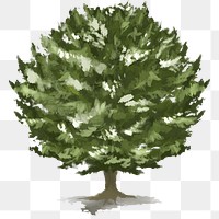 Png tree design element Yew tree