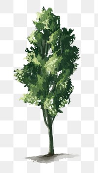 Png tree design element Pine tree