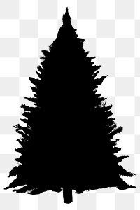 Png black tree design element West Himalayan Fir