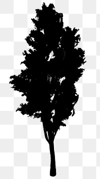 Png black tree design element Pine tree