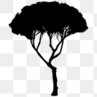 Png black tree design element Pinus Pinea