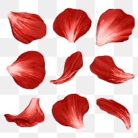 Png flower petals design element set red rose