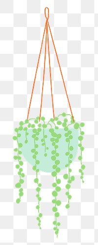 Houseplant png String of Pearls hanging plant doodle