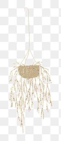 Gold png plant Mistletoe Cactus hanging houseplant