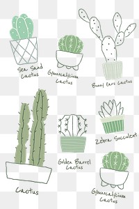 Popular cactus houseplant png doodle with names