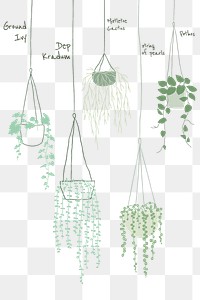 Popular hanging plant png doodles and names