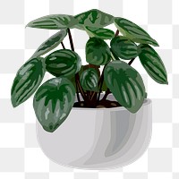 Plant PNG clipart, peperomia argyreia