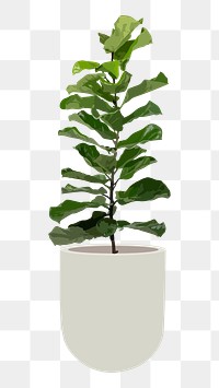 Plant PNG sticker, indoor fiddle leaf fig