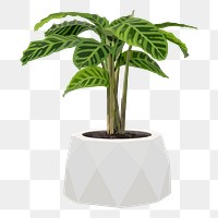 Plant PNG clipart, dumb cane