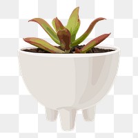 succulent plant PNG clipart transparent background