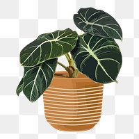 Houseplant PNG clipart, Black Belvet Alocasia