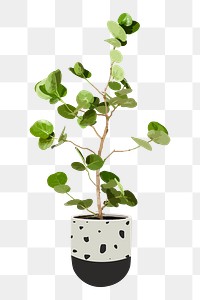 Plant PNG sticker, indoor Seagrape