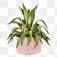 Houseplant PNG sticker, indoor Agave