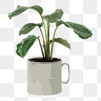 Houseplant PNG sticker, calathea plant