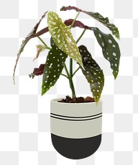 Houseplant PNG sticker, Polkadot begonia