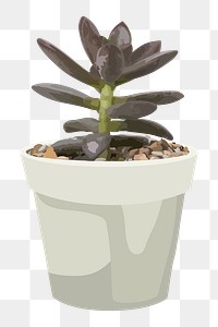 Succulent plant PNG clipart transparent background