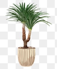 Tree PNG sticker, agave tree