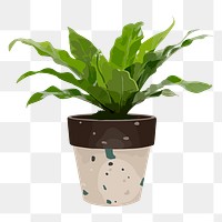 Plant PNG sticker, Bird's-nest fern