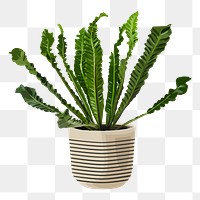 Plant PNG sticker, Bird's nest fern